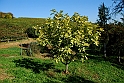 San damiano d'Asti - Colori d'autunno 2009_15